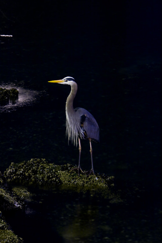 Great Blue Heron